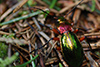 Carabus auronitens auronitens